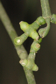 Phoradendron teretifolium